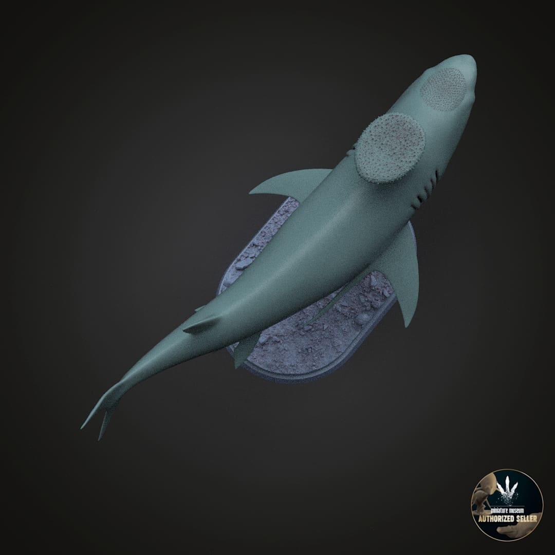 Stethacanthus altonensis