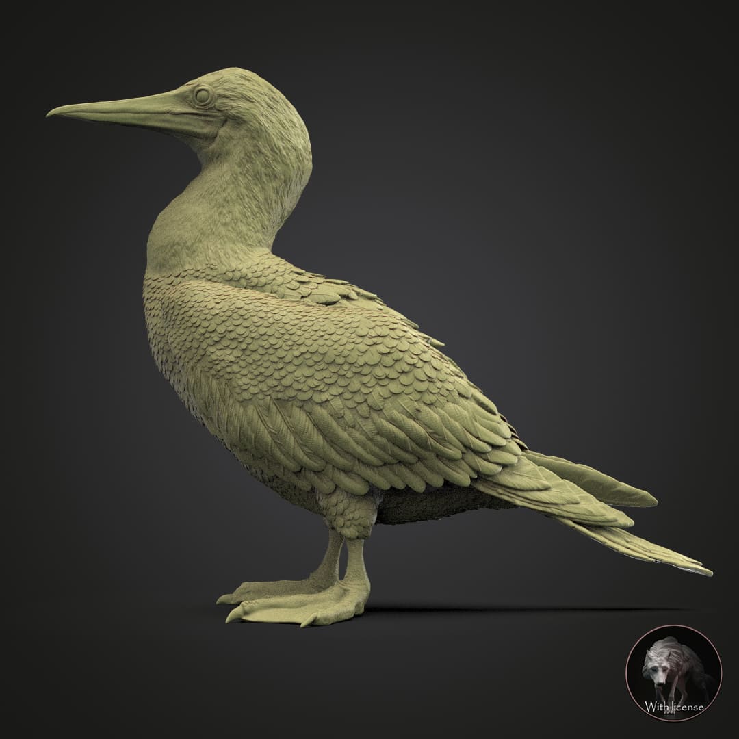 Sula nebouxii (blue footed booby)