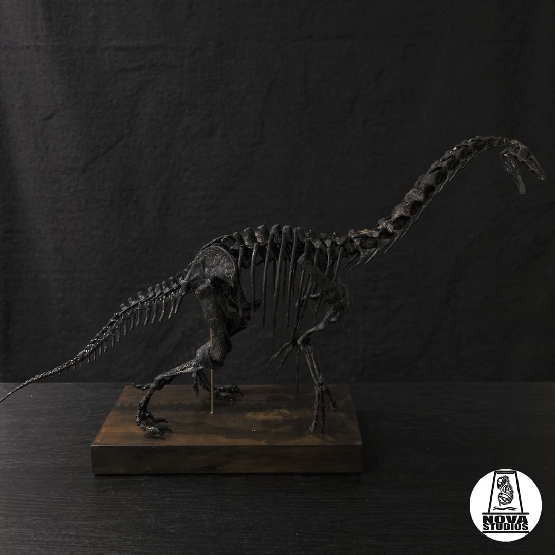 Therizinosaurus skeleton