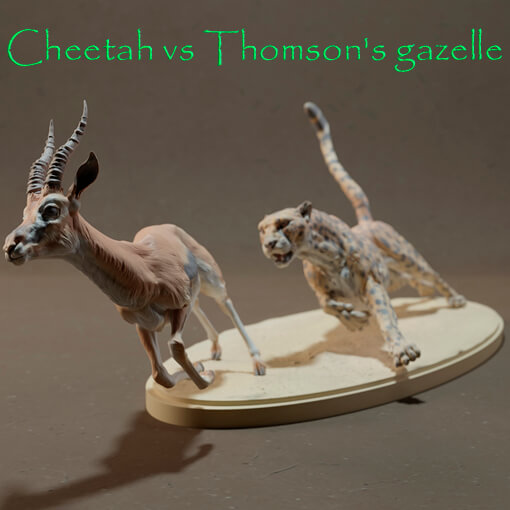 Guepardo Vs Gacela de Thomson