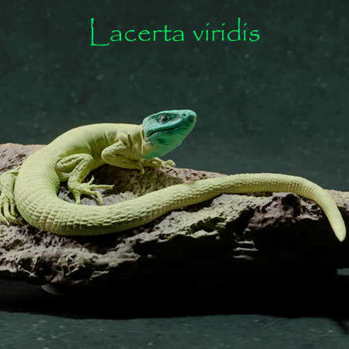 Lagarto verde Europeo