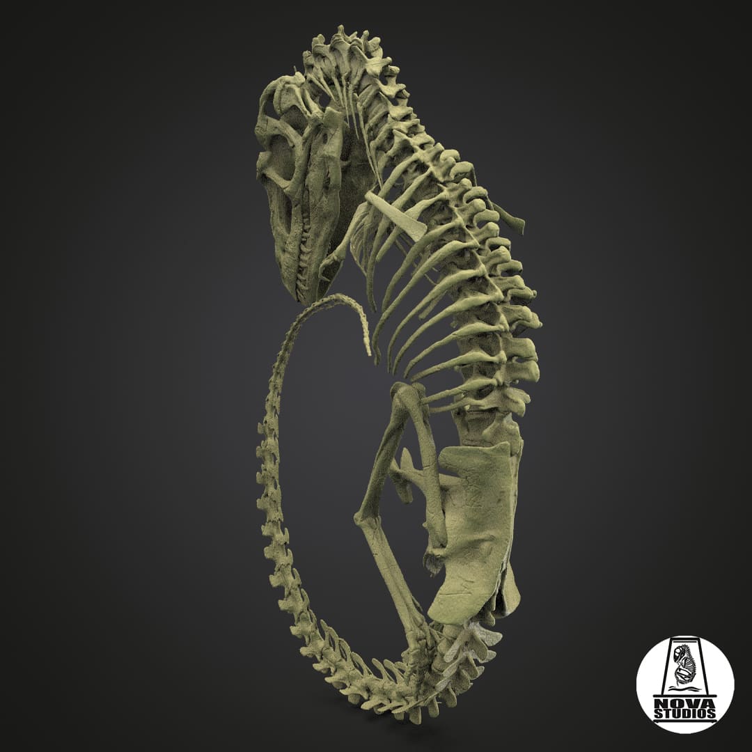 Tyrannosaurus rex fetus