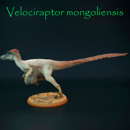 Velociraptor mongoliensis