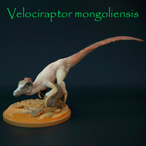 Velociraptor mongoliensis