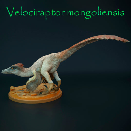 Velociraptor mongoliensis