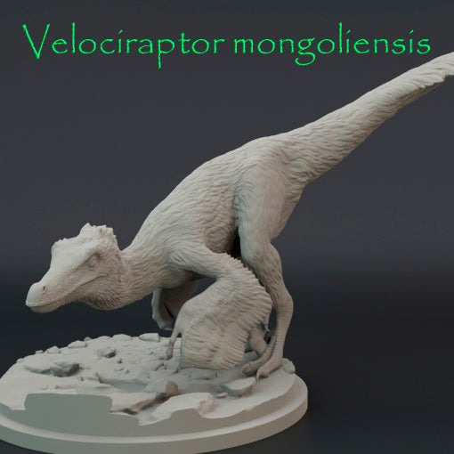 Velociraptor mongoliensis