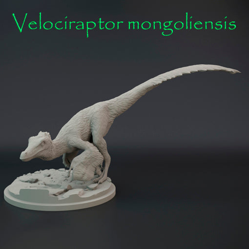 Velociraptor mongoliensis