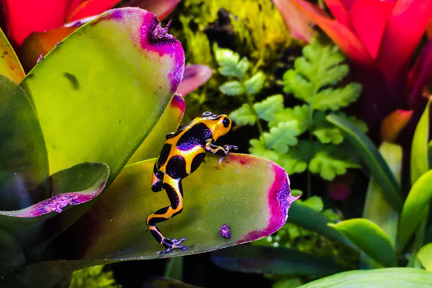 Amphibians Dinosauria Creatures