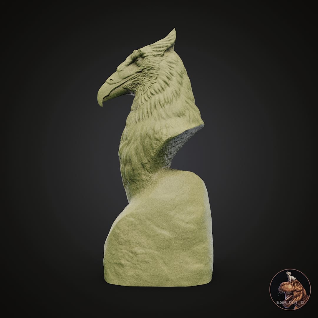 Hieraaetus moorei Bust