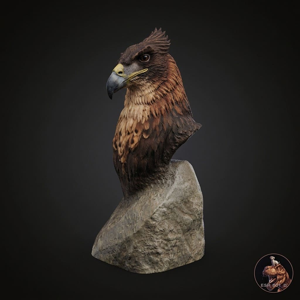 Hieraaetus moorei Bust