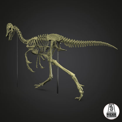 Anzu wyliei skeleton