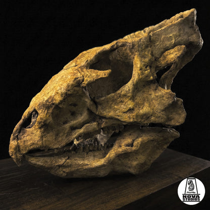 Schädel von Archaeoceratops oshimai