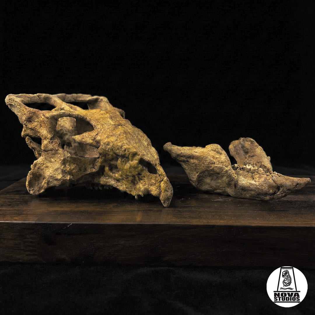 Archaeoceratops oshimai skull