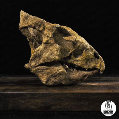 Schädel von Archaeoceratops oshimai