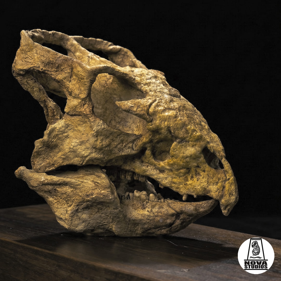 Archaeoceratops oshimai skull