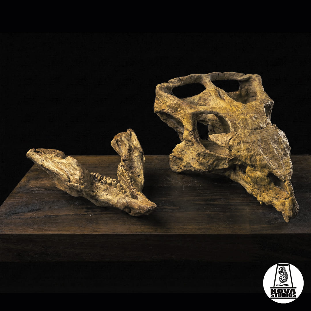 Schädel von Archaeoceratops oshimai