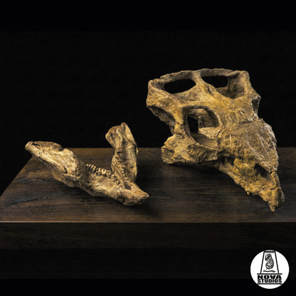Schädel von Archaeoceratops oshimai