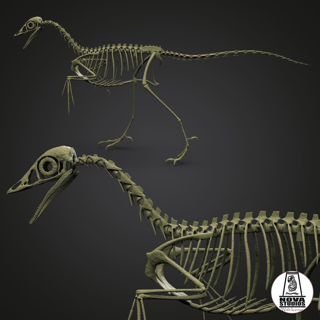 Archaeopteryx lithographica