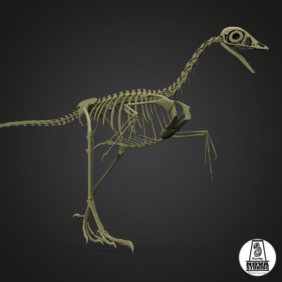 Archaeopteryx lithographica