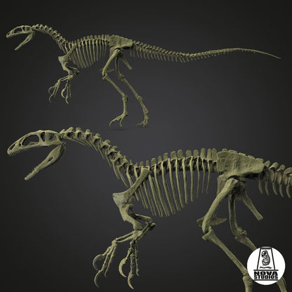 Australovenator wintonensis skeleton