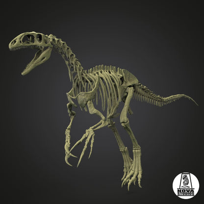 Australovenator wintonensis skeleton