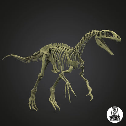 Australovenator wintonensis skeleton