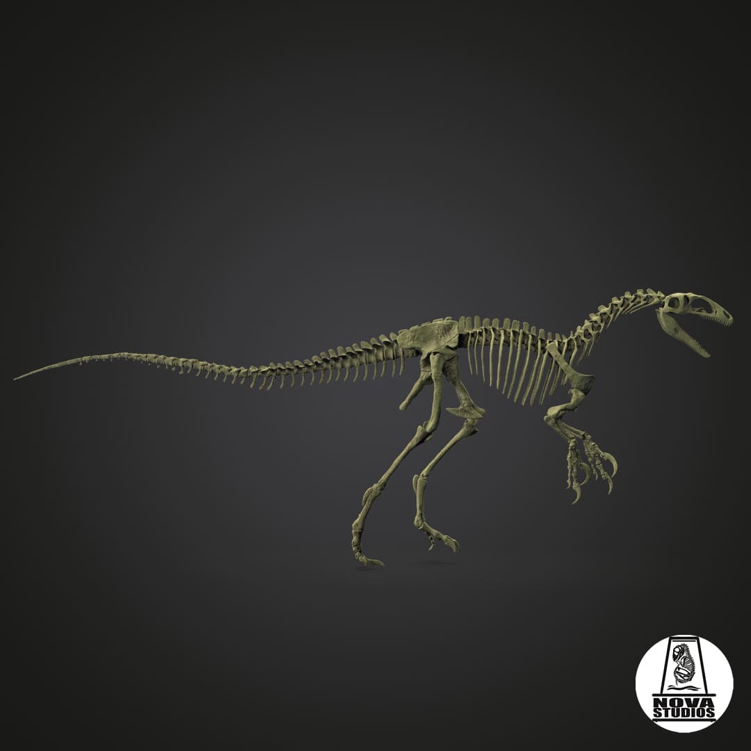 Australovenator wintonensis skeleton