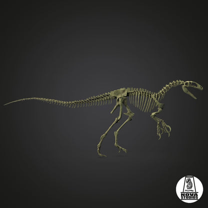 Australovenator wintonensis skeleton