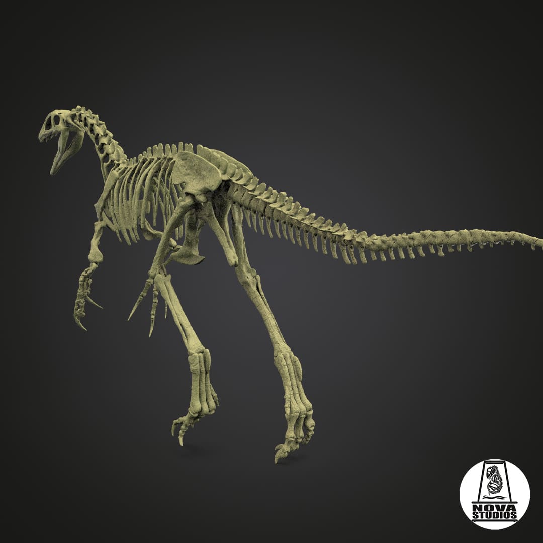 Australovenator wintonensis skeleton