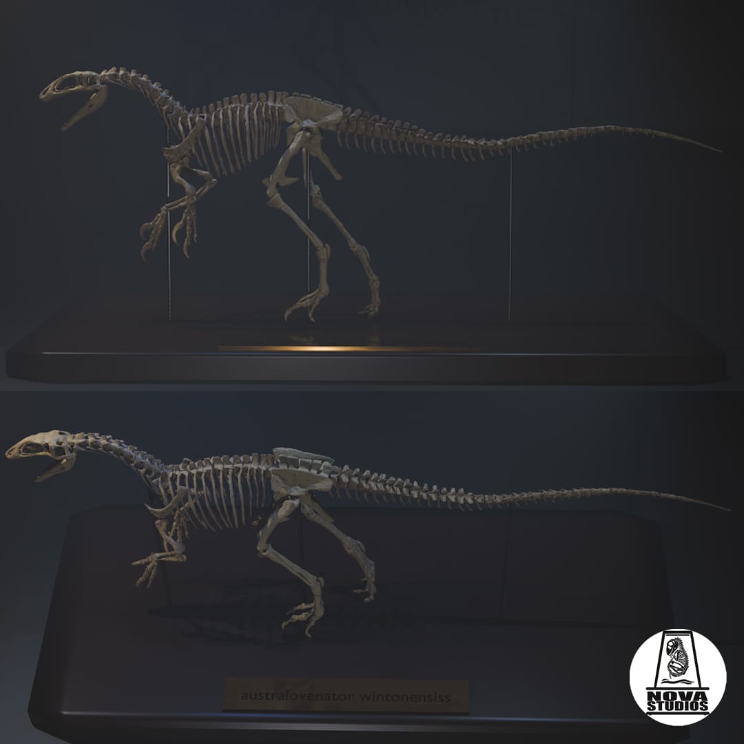 Australovenator wintonensis skeleton