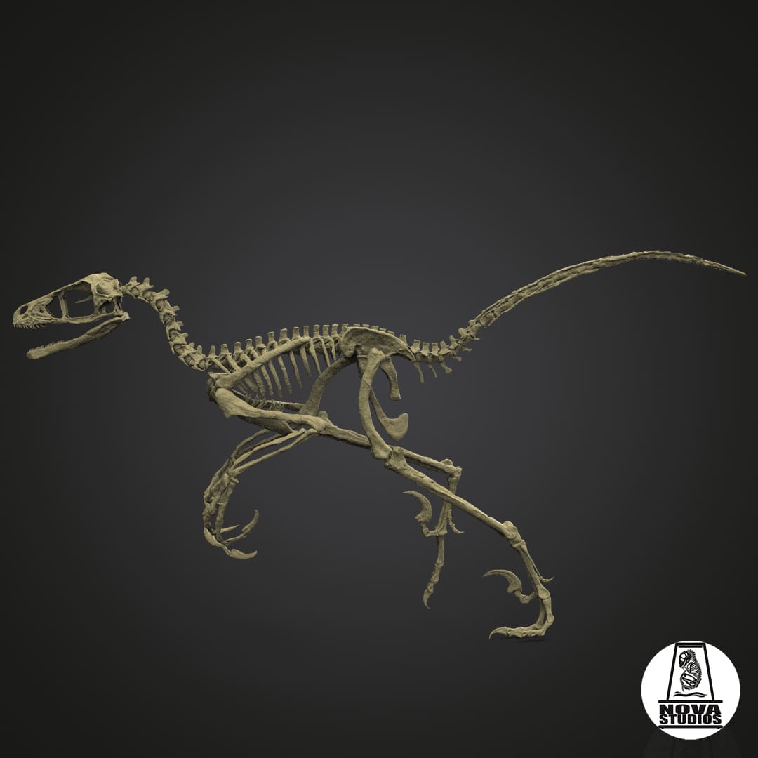 Bambiraptor feinberg