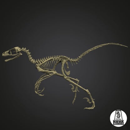 Bambiraptor feinberg