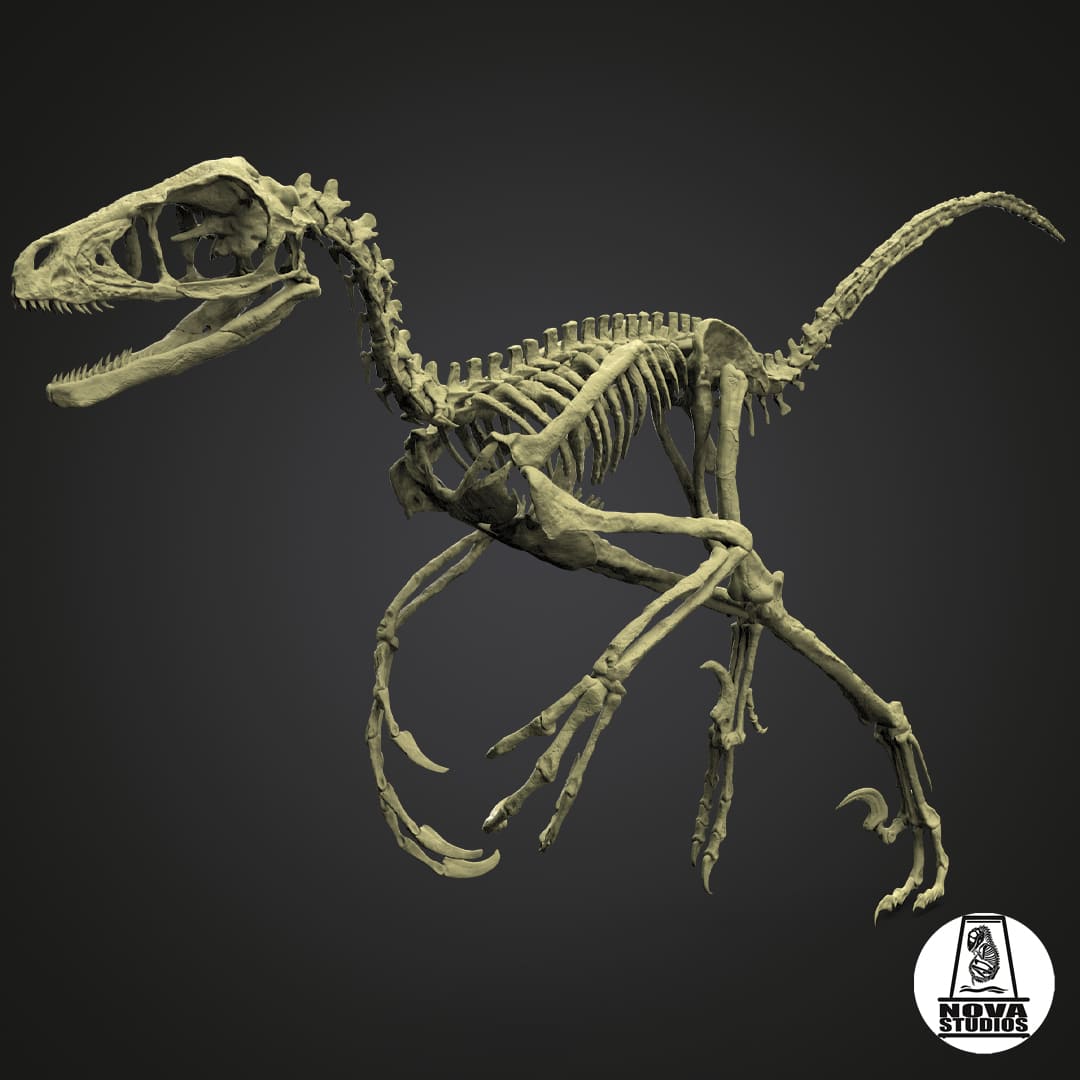Bambiraptor feinberg