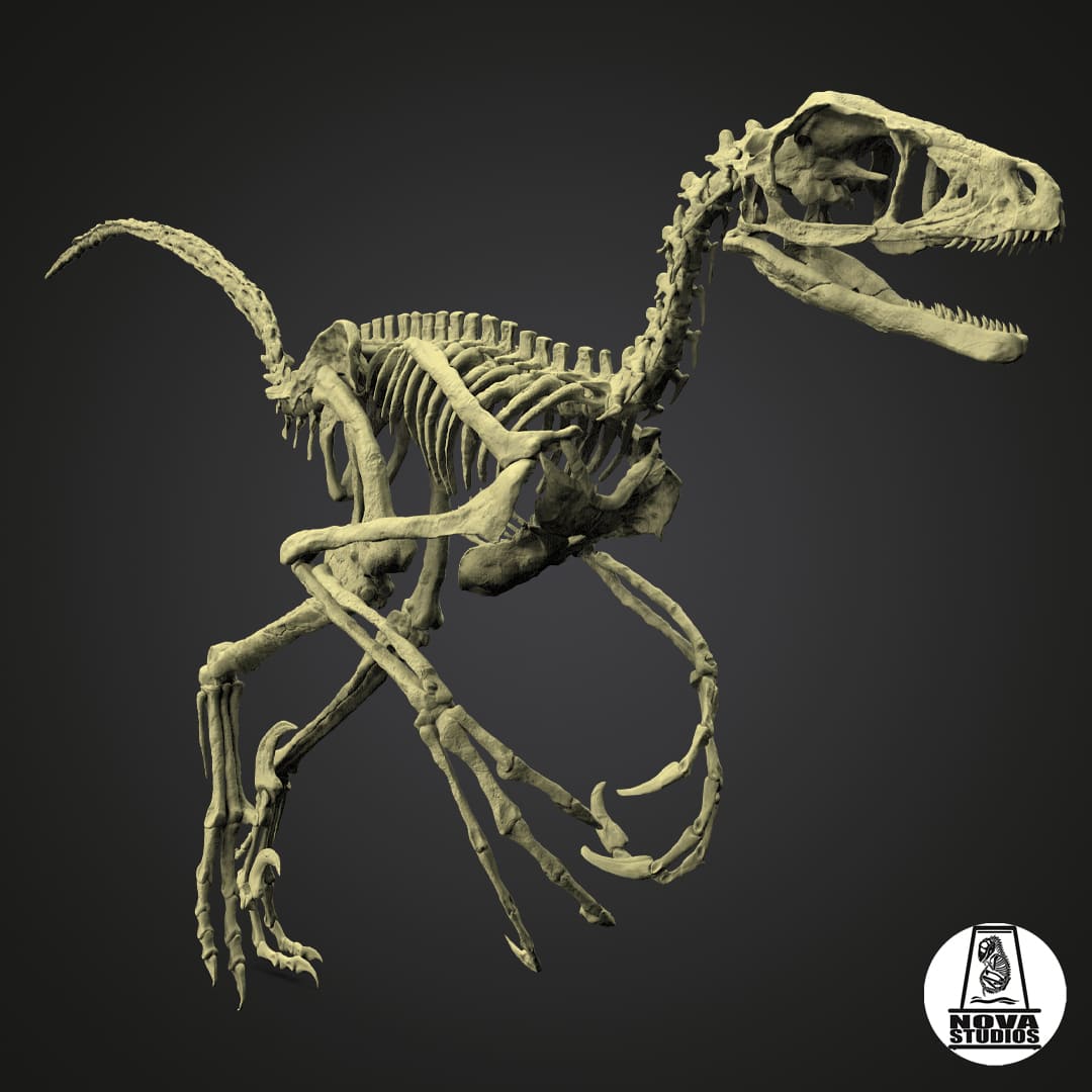 Bambiraptor feinberg