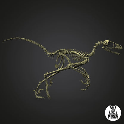 Bambiraptor feinberg