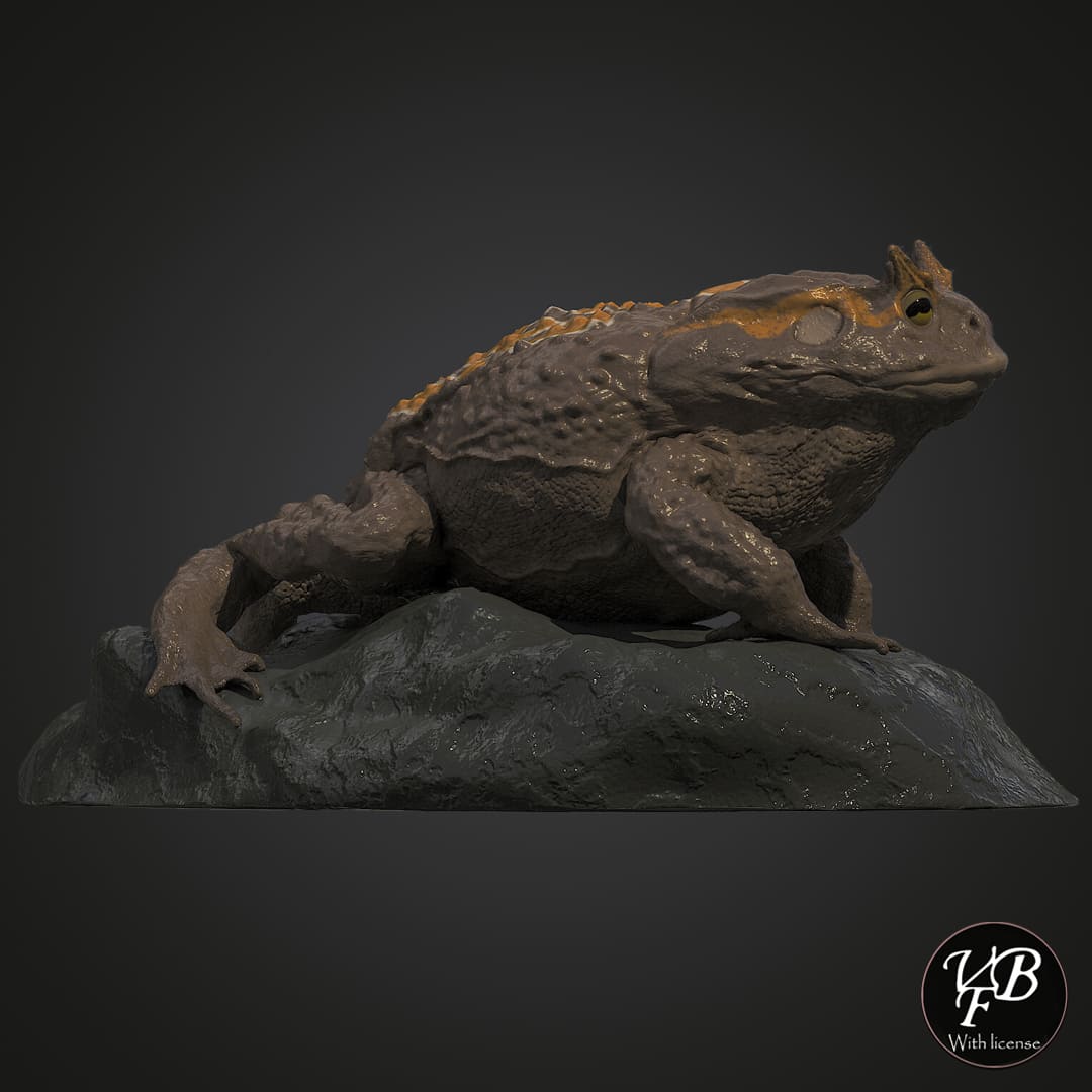 Beelzebufo ampinga