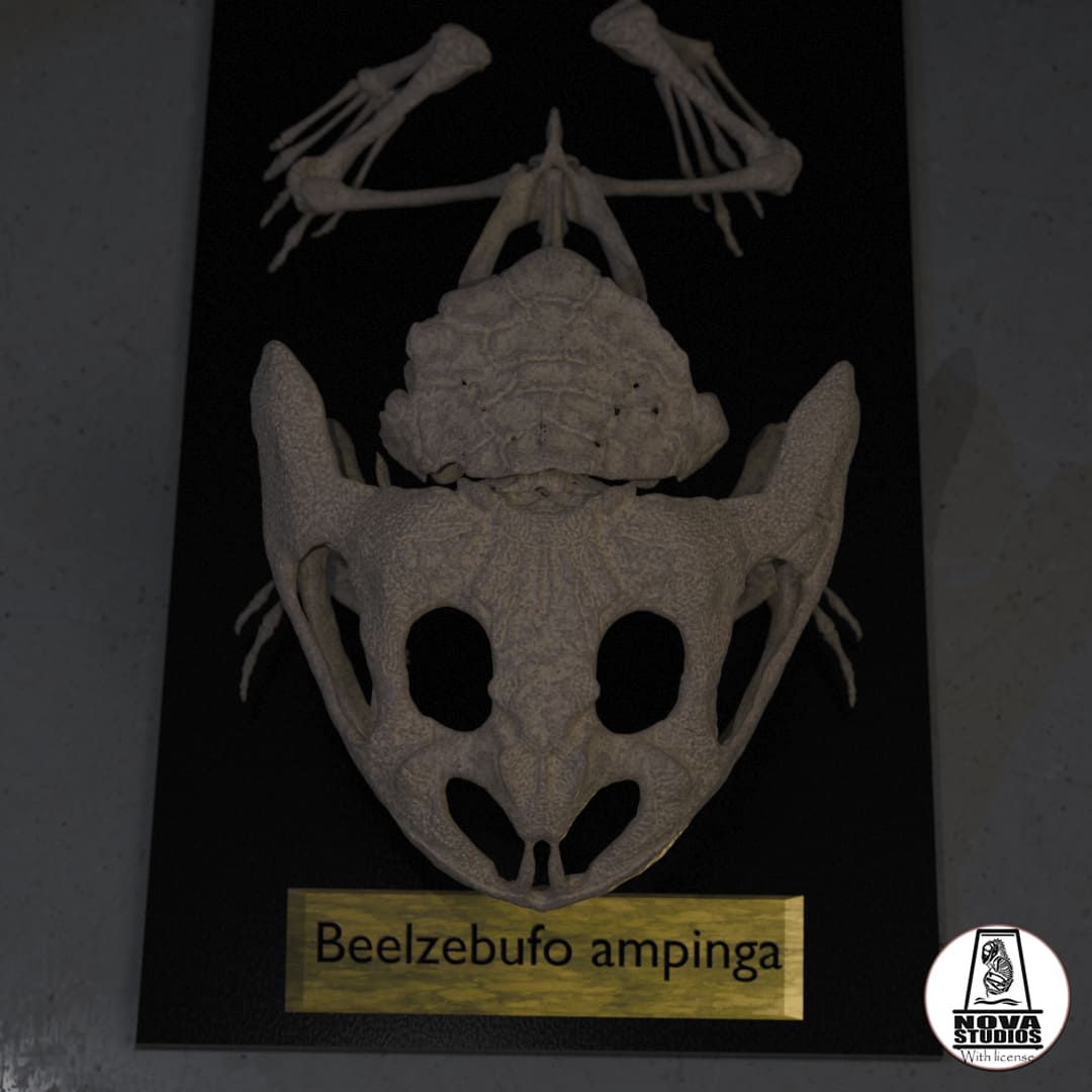 Beelzebufo ampinga