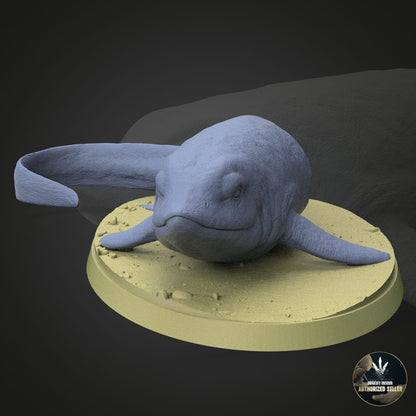 Cartorhynchus lenticarpus