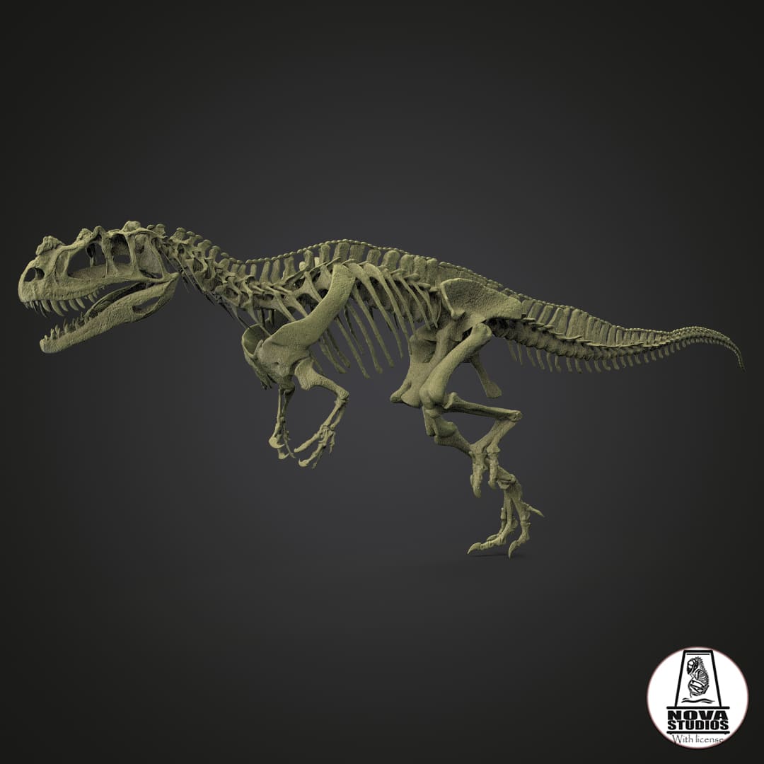 Ceratosaurus nasicornis