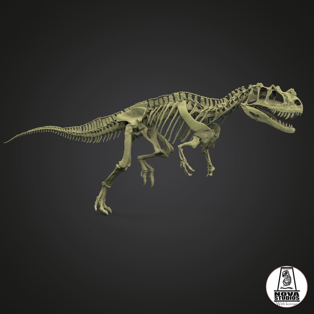 Ceratosaurus nasicornis