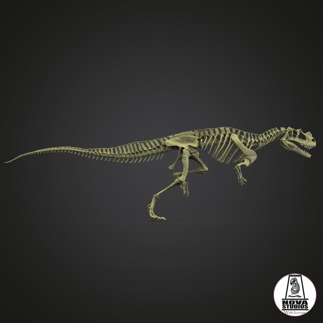 Ceratosaurus nasicornis