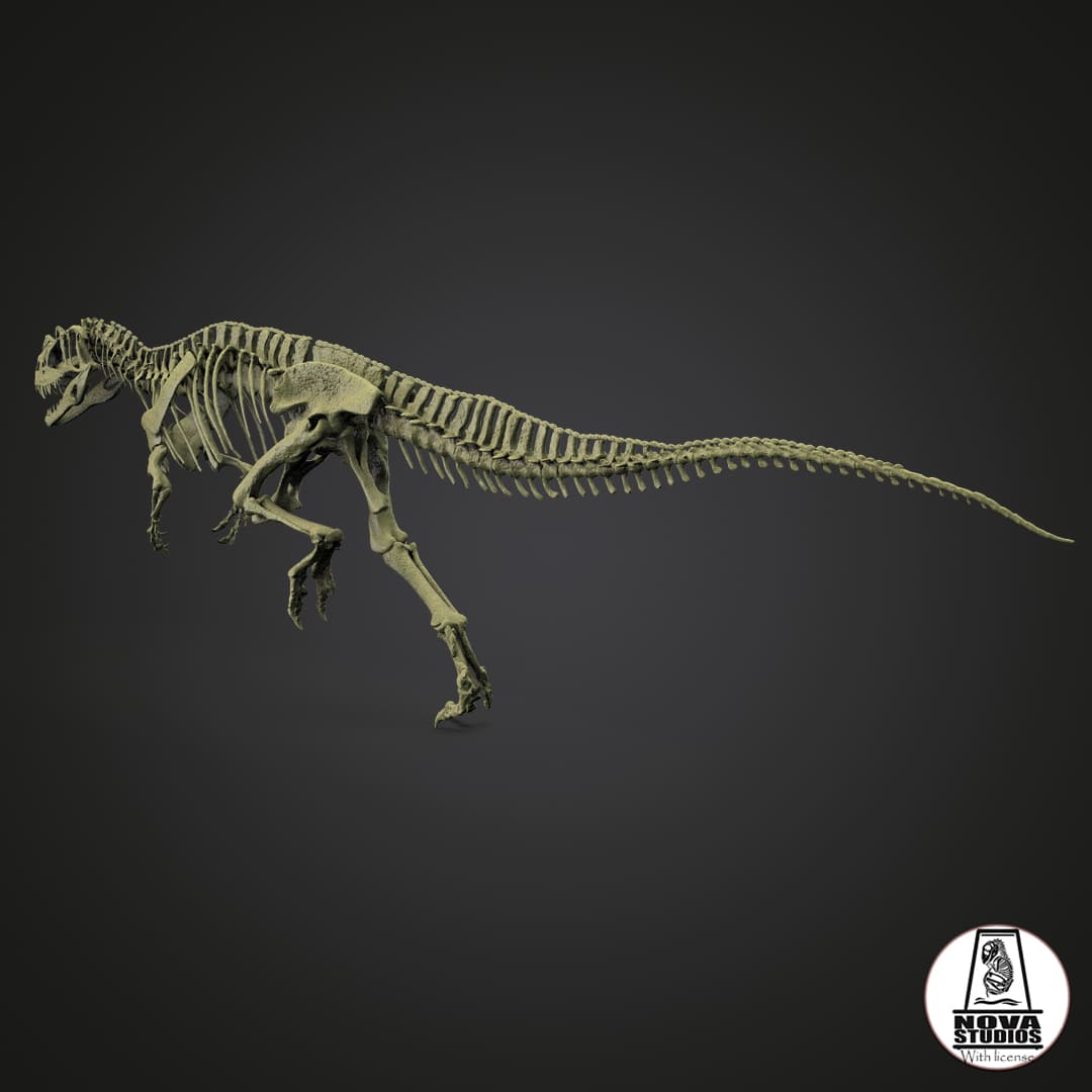 Ceratosaurus nasicornis