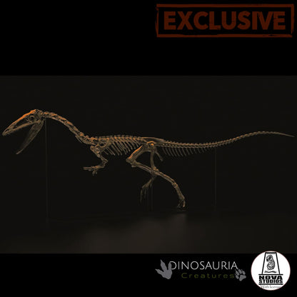 Coelophysis bauri skeleton