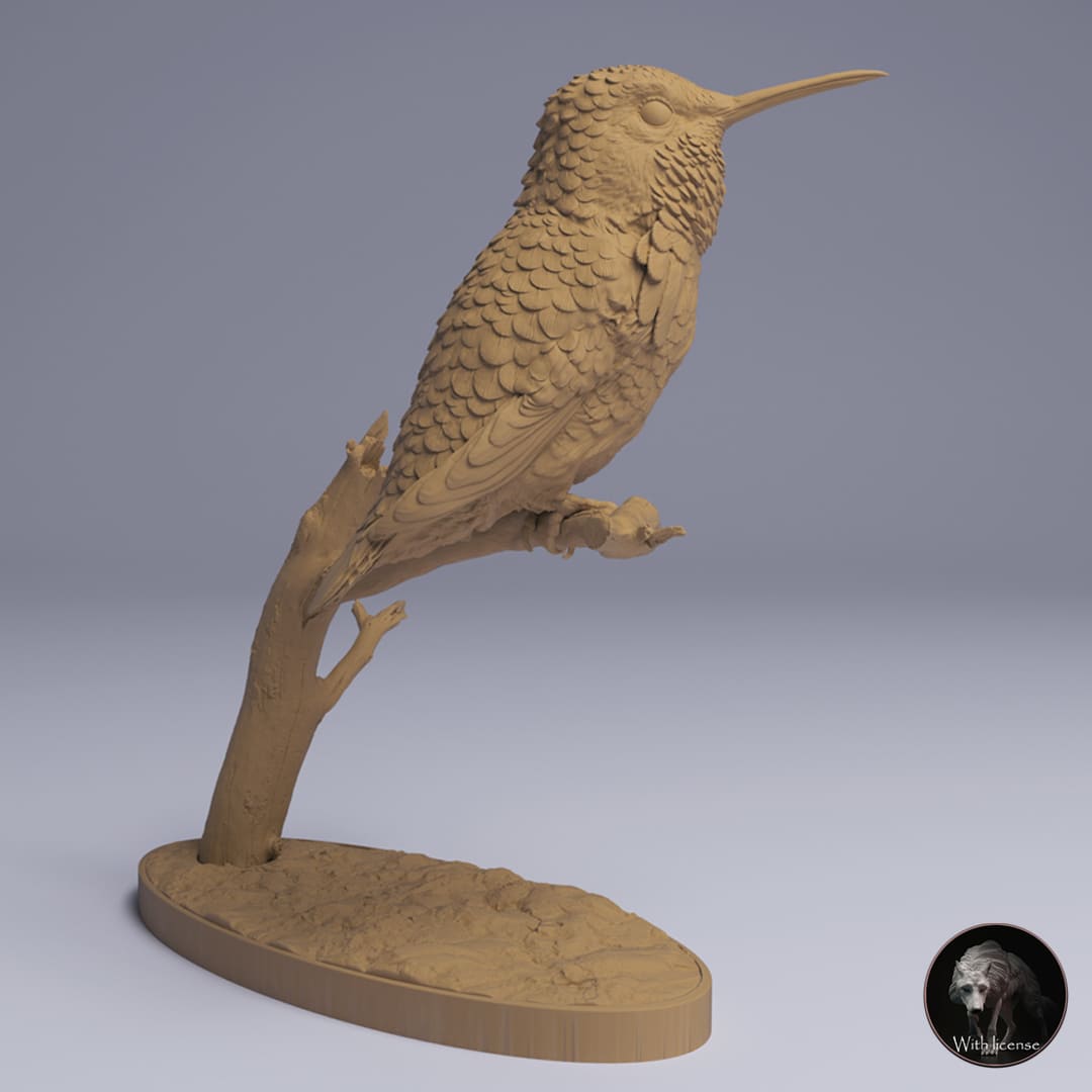 Mellisuga helenae (Bee Hummingbird)