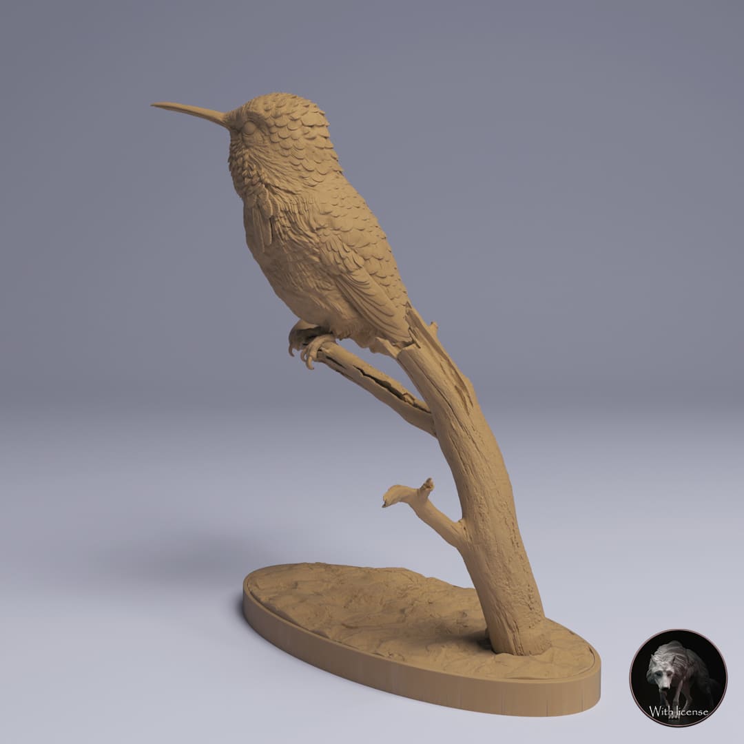 Mellisuga helenae (Bee Hummingbird)