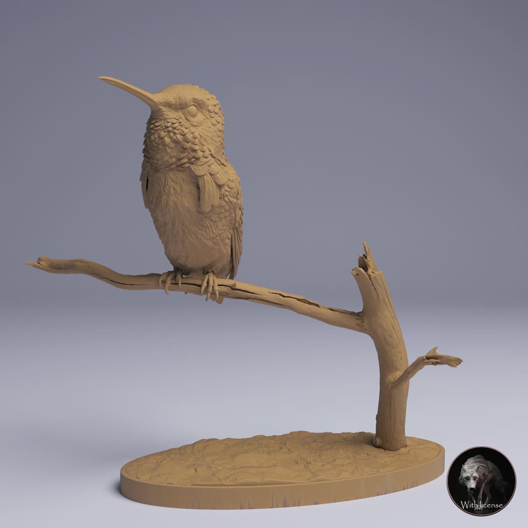 Mellisuga helenae (Bee Hummingbird)