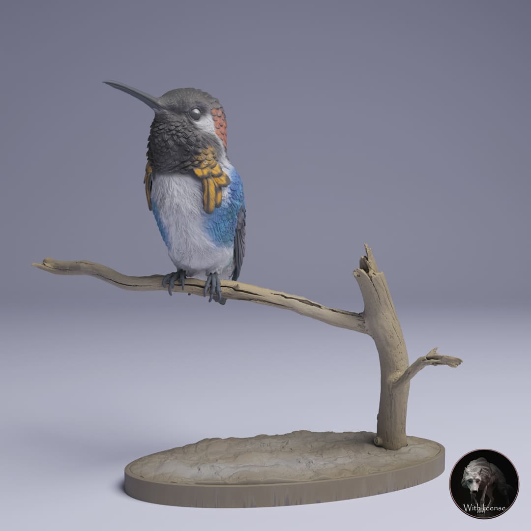 Mellisuga helenae (Bee Hummingbird)
