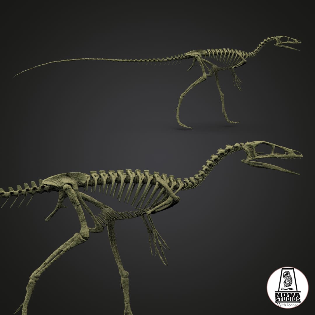 Compsognathus longipes