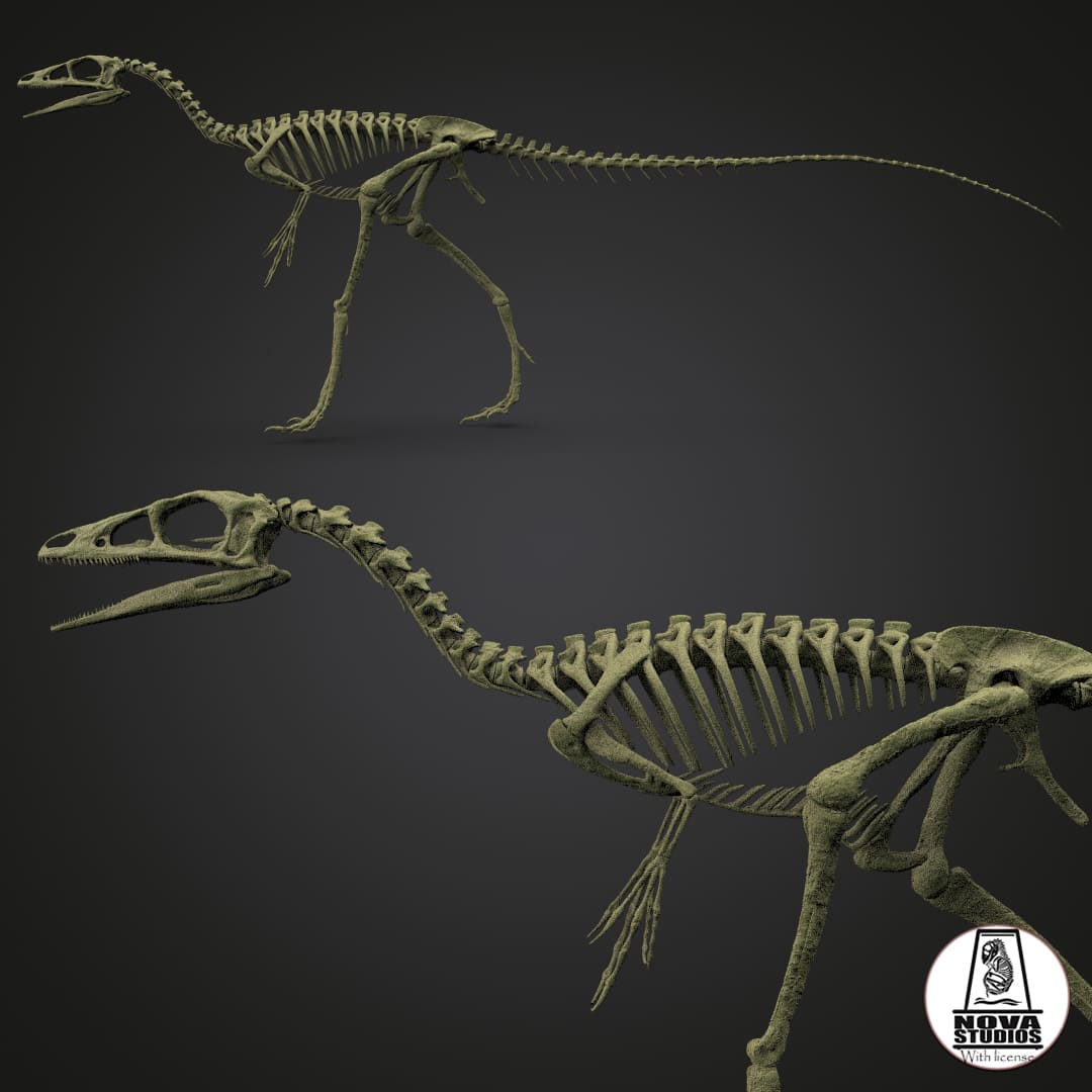 Compsognathus longipes