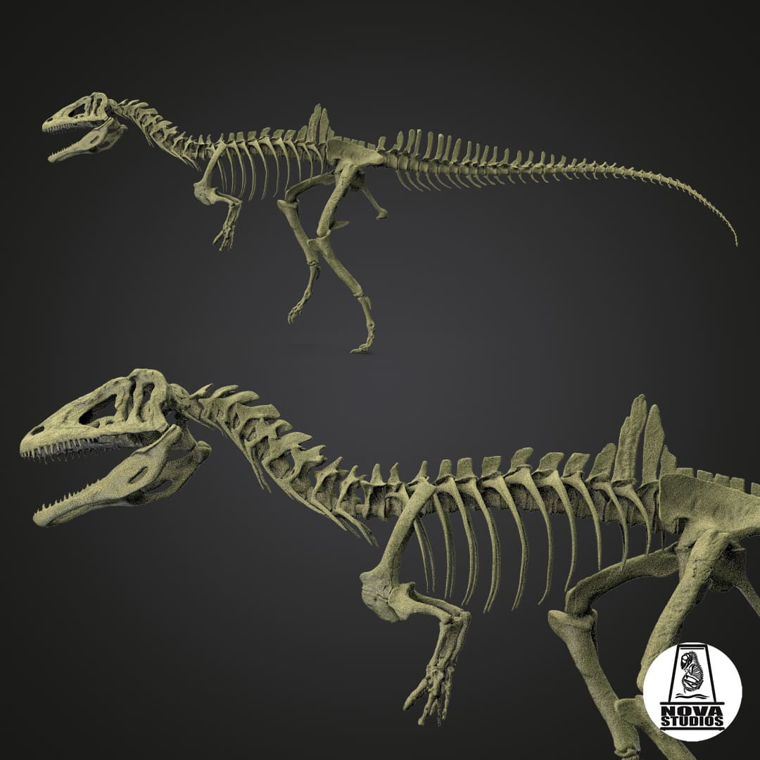 Concavenator corcovatus skeleton